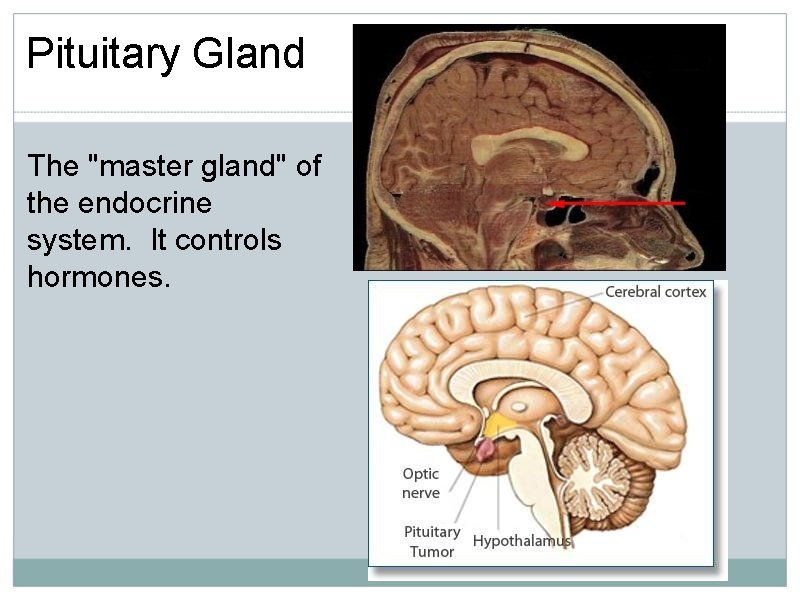 Pituitary Gland The "master gland" of the endocrine system. It controls hormones. 