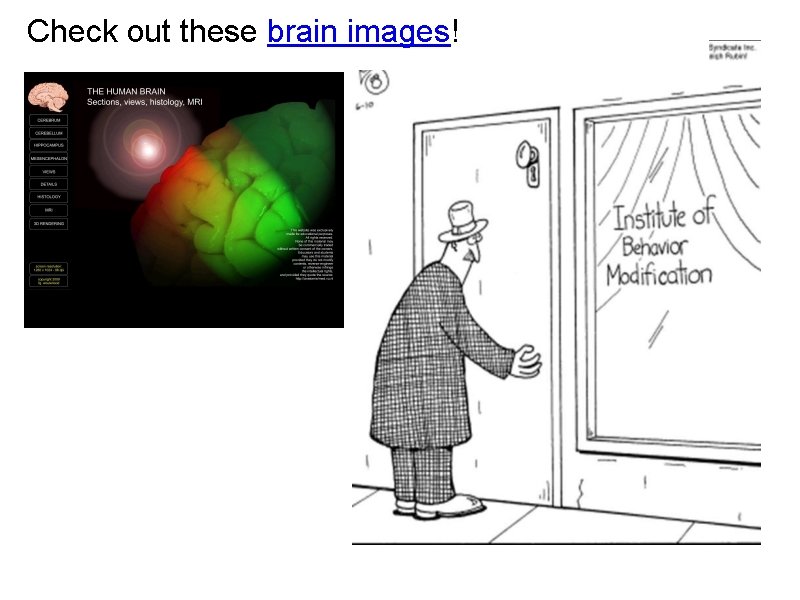 Check out these brain images! 