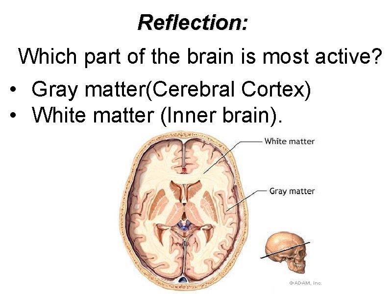 Reflection: Which part of the brain is most active? • Gray matter(Cerebral Cortex) •