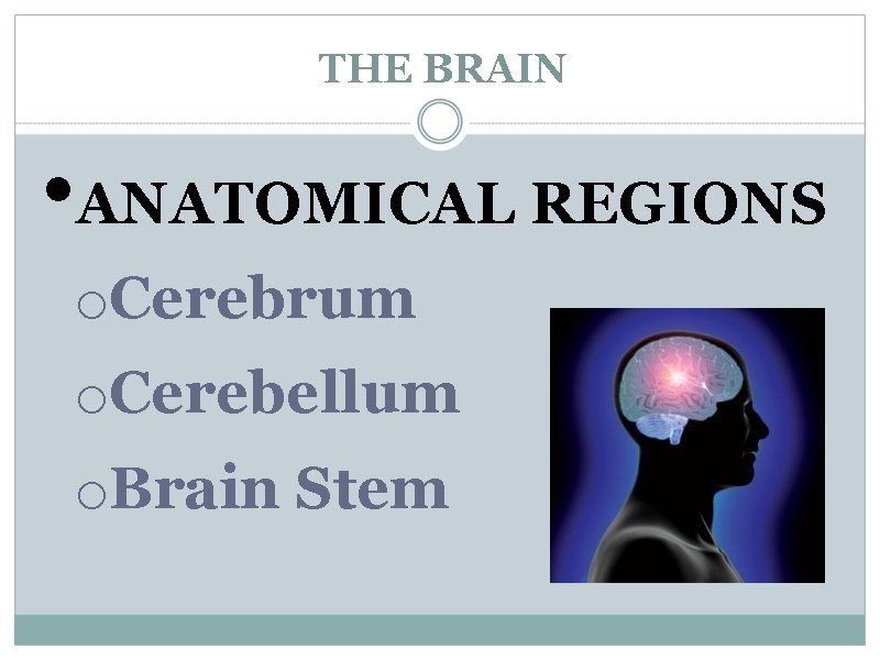 THE BRAIN • ANATOMICAL REGIONS o. Cerebrum o. Cerebellum o. Brain Stem 