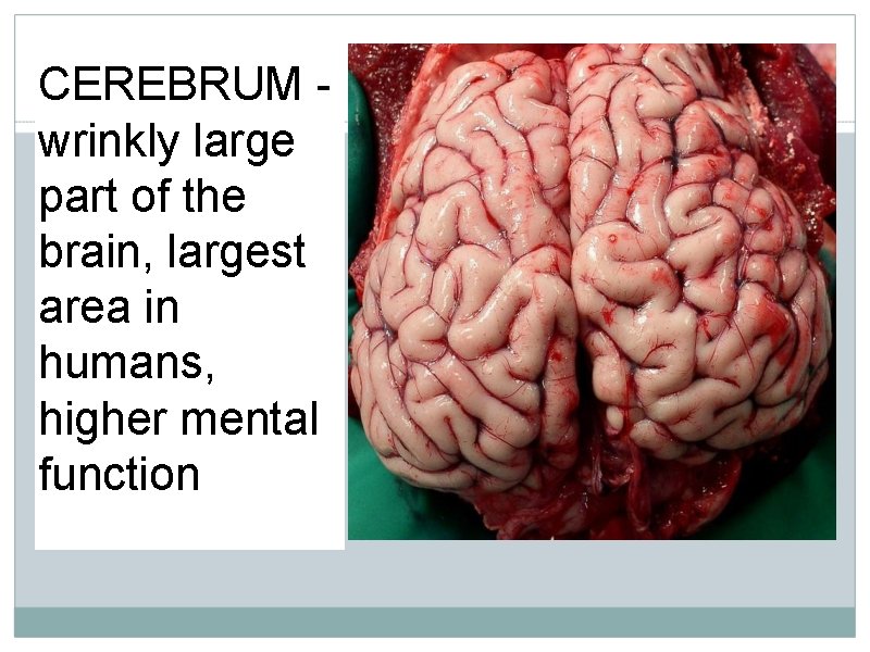 CEREBRUM wrinkly large part of the brain, largest area in humans, higher mental function