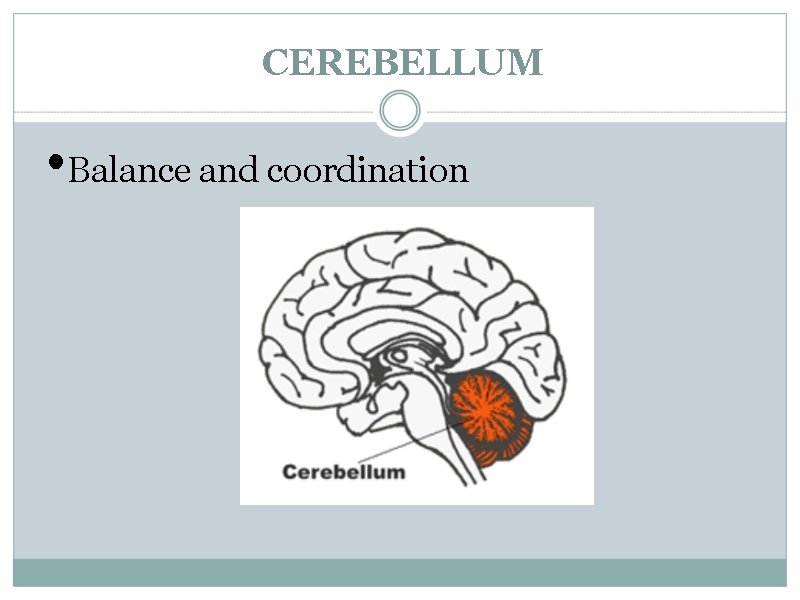 CEREBELLUM • Balance and coordination 