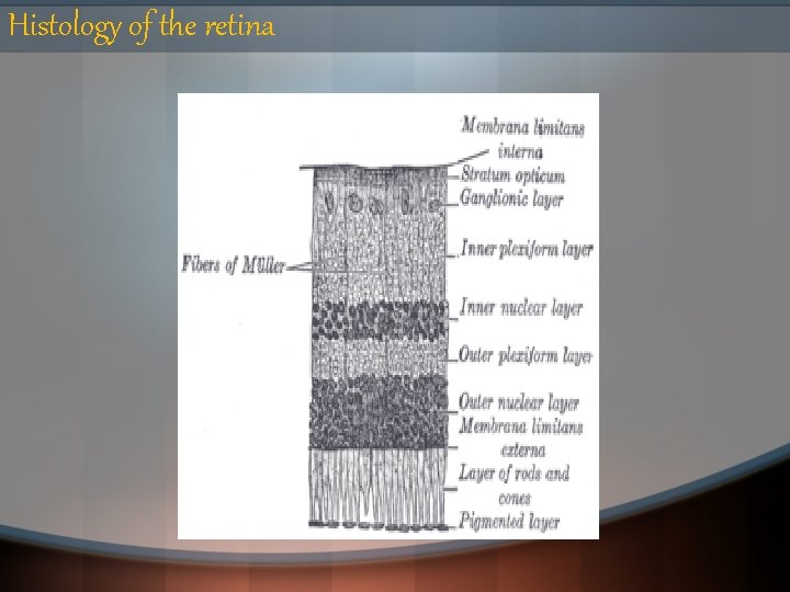 Histology of the retina 