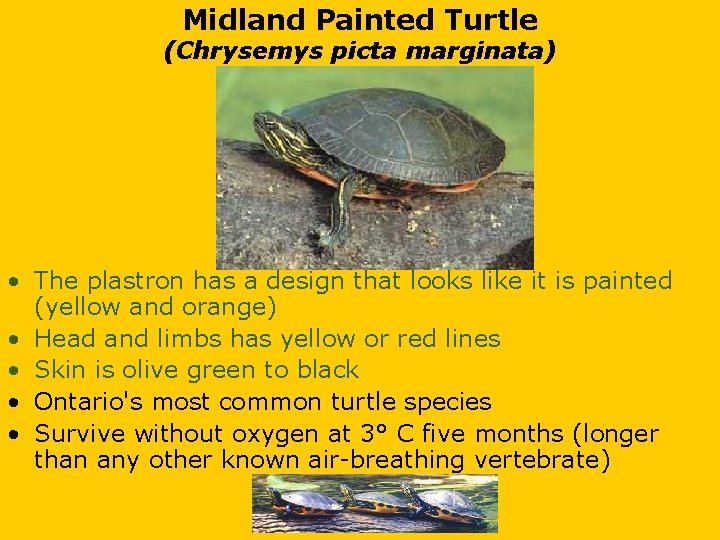 Midland Painted Turtle (Chrysemys picta marginata) • The plastron has a design that looks