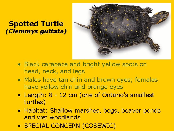 Spotted Turtle (Clemmys guttata) • Black carapace and bright yellow spots on head, neck,