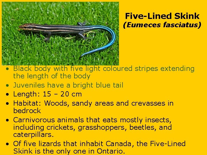 Five-Lined Skink (Eumeces fasciatus) • Black body with five light coloured stripes extending the