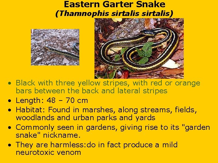 Eastern Garter Snake (Thamnophis sirtalis) • Black with three yellow stripes, with red or