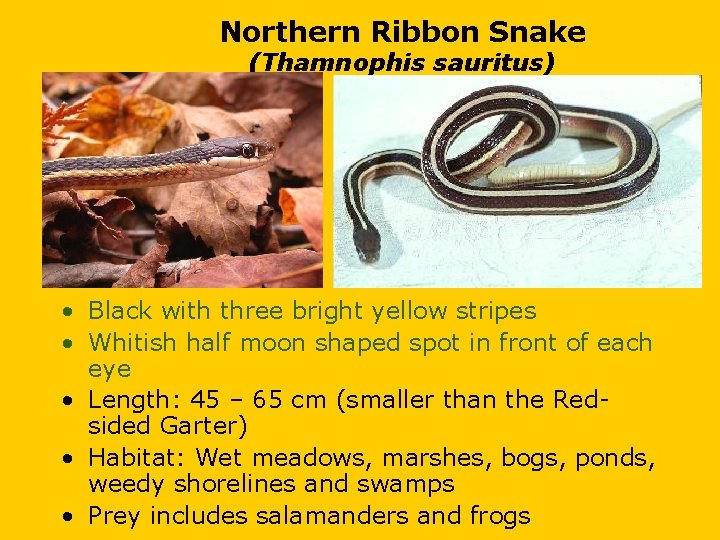 Northern Ribbon Snake (Thamnophis sauritus) • Black with three bright yellow stripes • Whitish