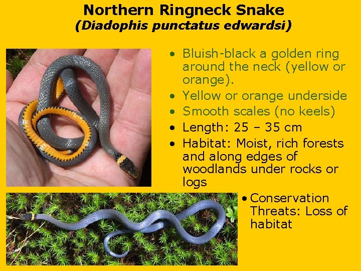 Northern Ringneck Snake (Diadophis punctatus edwardsi) • Bluish-black a golden ring around the neck