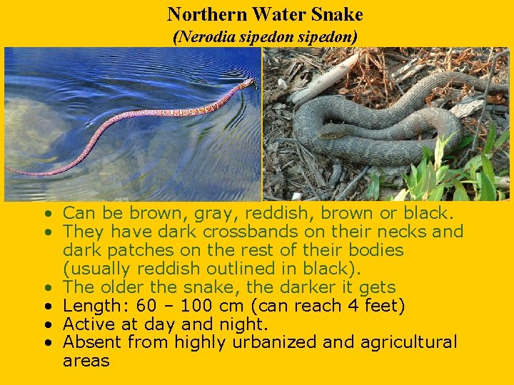 Northern Water Snake (Nerodia sipedon) • Can be brown, gray, reddish, brown or black.