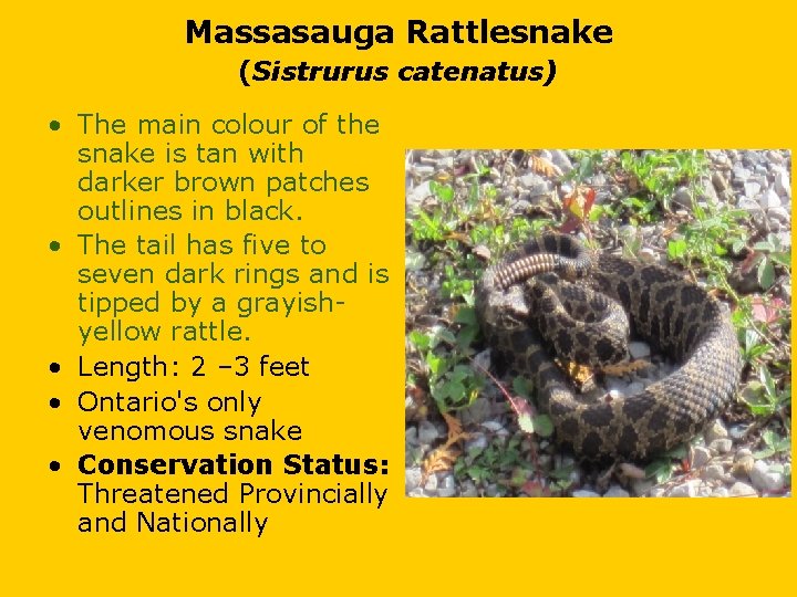 Massasauga Rattlesnake (Sistrurus catenatus) • The main colour of the snake is tan with