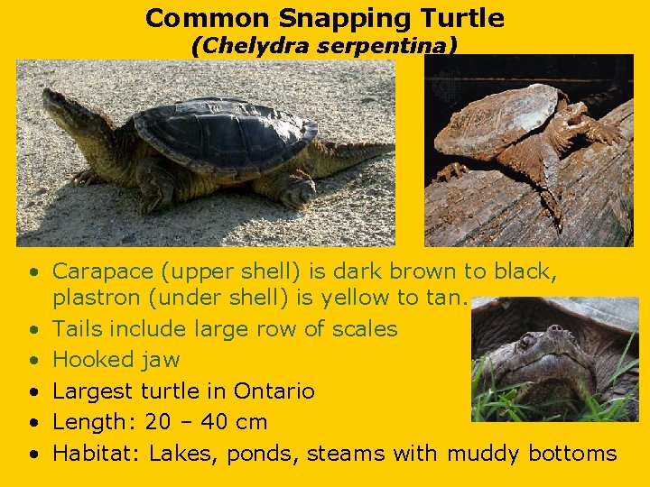 Common Snapping Turtle (Chelydra serpentina) • Carapace (upper shell) is dark brown to black,