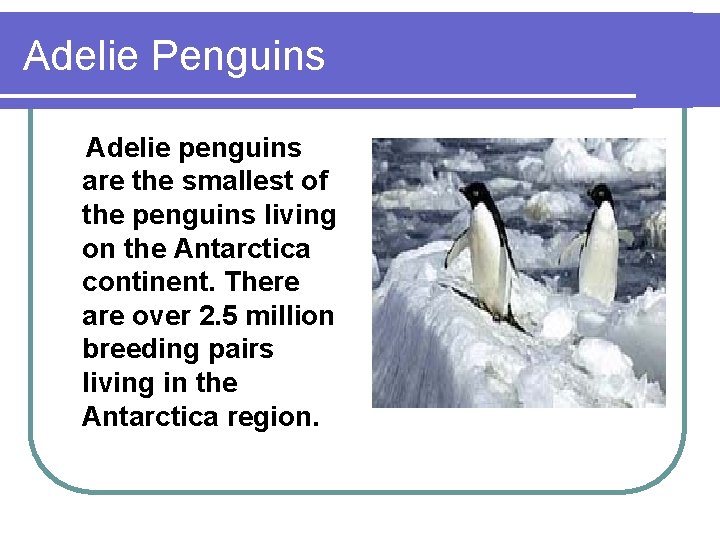 Adelie Penguins Adelie penguins are the smallest of the penguins living on the Antarctica