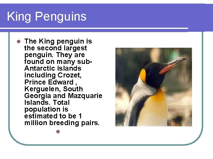 King Penguins l The King penguin is the second largest penguin. They are found