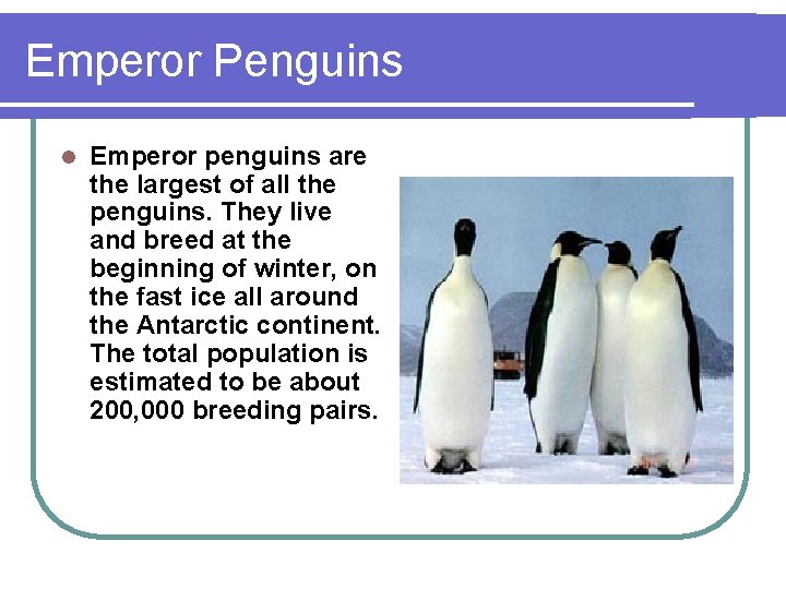 Emperor Penguins l Emperor penguins are the largest of all the penguins. They live