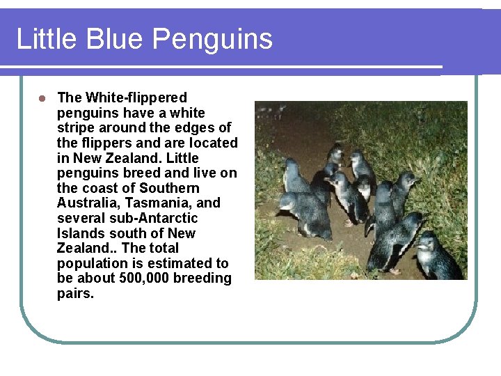 Little Blue Penguins l The White-flippered penguins have a white stripe around the edges