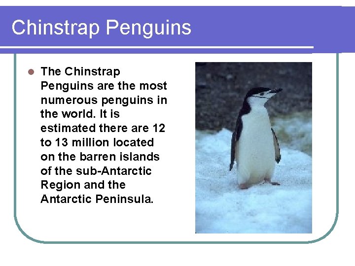Chinstrap Penguins l The Chinstrap Penguins are the most numerous penguins in the world.