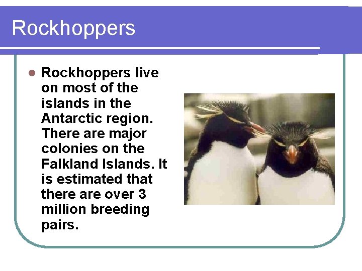 Rockhoppers live on most of the islands in the Antarctic region. There are major