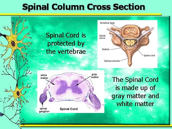 Spinal Column Cross Section Spinal Cord is protected by the vertebrae The Spinal Cord