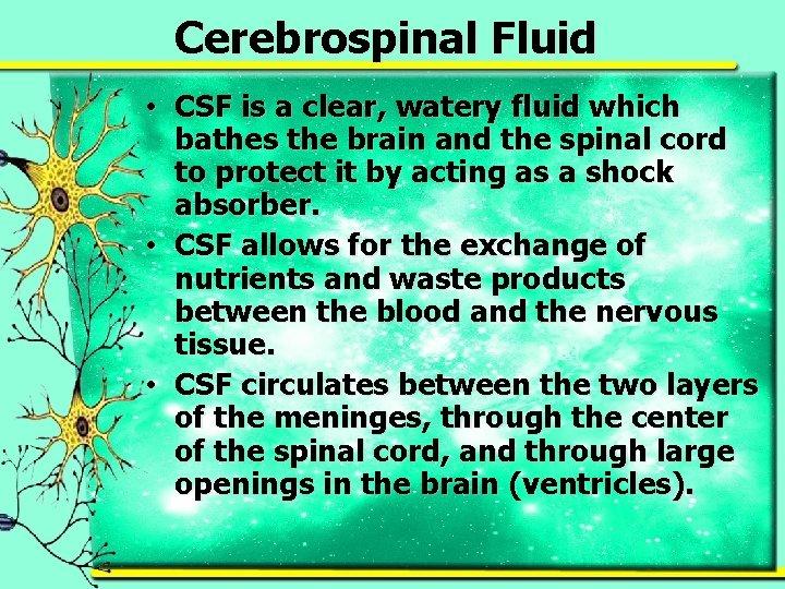Cerebrospinal Fluid • CSF is a clear, watery fluid which bathes the brain and
