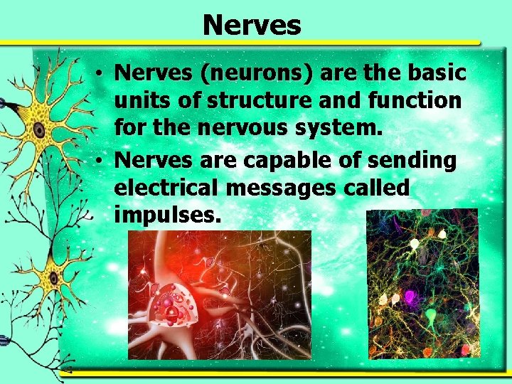 Nerves • Nerves (neurons) are the basic units of structure and function for the