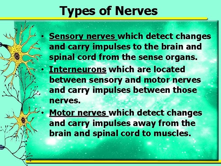Types of Nerves • Sensory nerves which detect changes and carry impulses to the