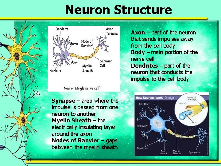 Neuron Structure Axon – part of the neuron that sends impulses away from the