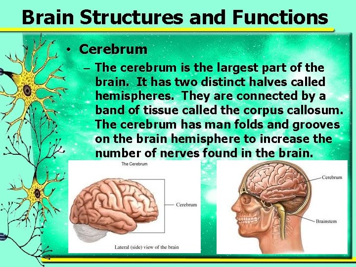 Brain Structures and Functions • Cerebrum – The cerebrum is the largest part of