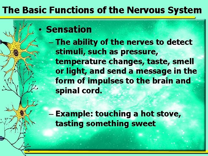 The Basic Functions of the Nervous System • Sensation – The ability of the