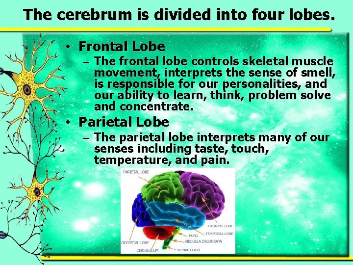 The cerebrum is divided into four lobes. • Frontal Lobe – The frontal lobe