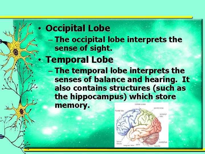  • Occipital Lobe – The occipital lobe interprets the sense of sight. •