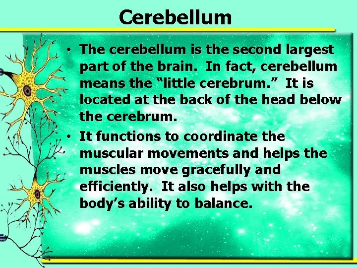 Cerebellum • The cerebellum is the second largest part of the brain. In fact,