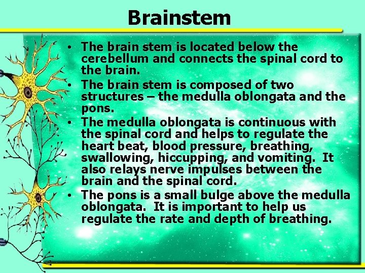 Brainstem • The brain stem is located below the cerebellum and connects the spinal