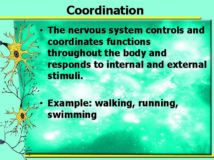 Coordination • The nervous system controls and coordinates functions throughout the body and responds