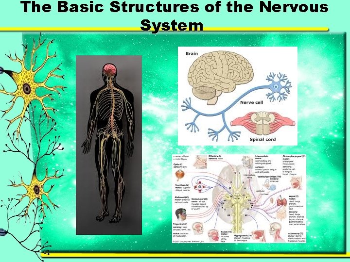 The Basic Structures of the Nervous System 