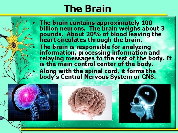 The Brain • The brain contains approximately 100 billion neurons. The brain weighs about
