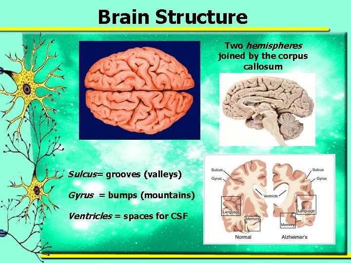 Brain Structure Two hemispheres joined by the corpus callosum Sulcus= grooves (valleys) Gyrus =