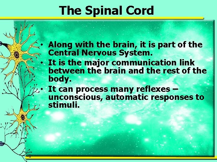 The Spinal Cord • Along with the brain, it is part of the Central