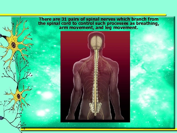 There are 31 pairs of spinal nerves which branch from the spinal cord to
