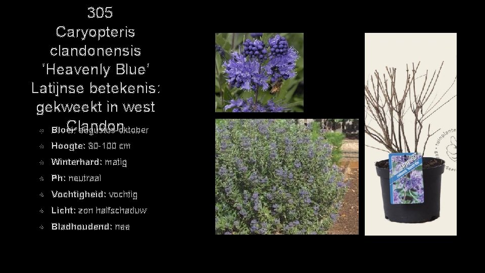 305 Caryopteris clandonensis ‘Heavenly Blue’ Latijnse betekenis: gekweekt in west C: landon Bloei augustus-oktober