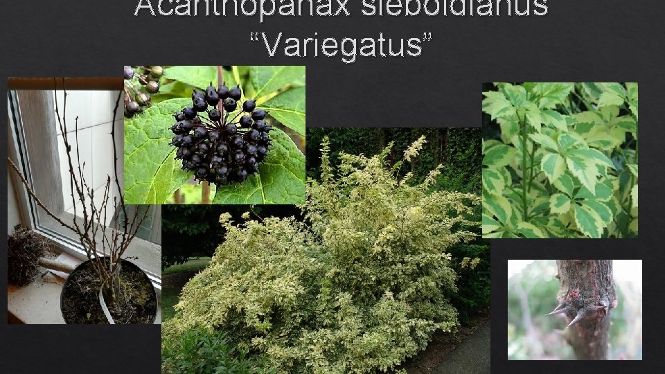 Acanthopanax sieboldianus “Variegatus” 306 