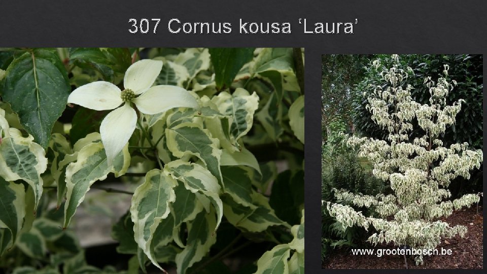 307 Cornus kousa ‘Laura’ 