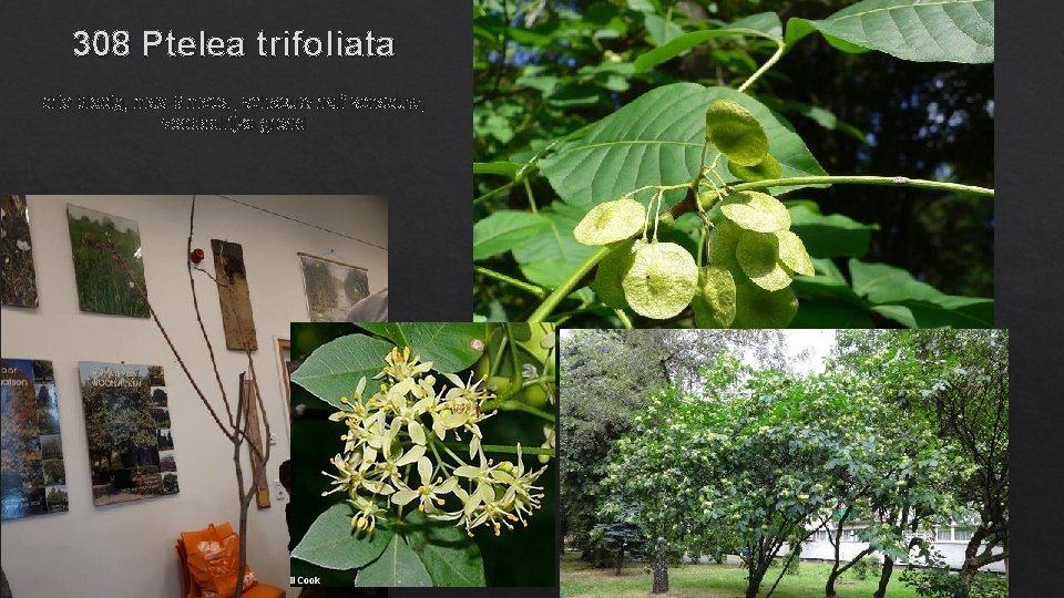 308 Ptelea trifoliata drie bladig, max 6 meter, schaduw half schaduw, voedselrijke grond 