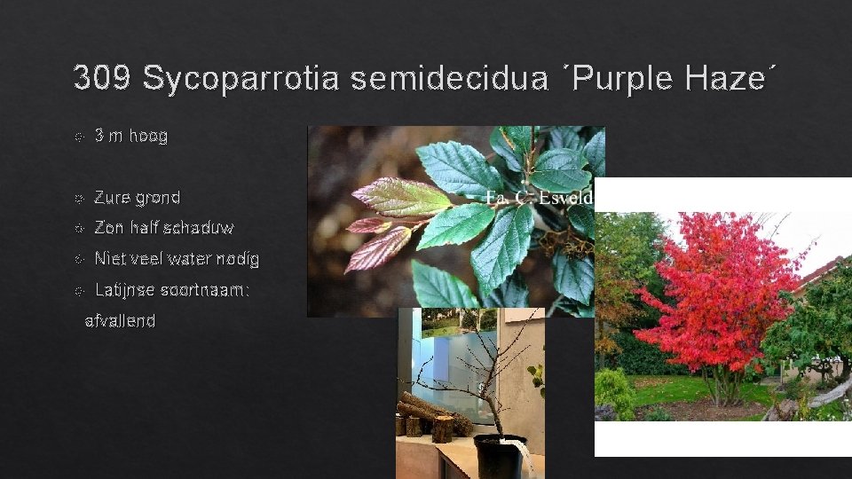 309 Sycoparrotia semidecidua ´Purple Haze´ 3 m hoog Zure grond Zon half schaduw Niet