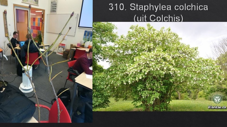 310. Staphylea colchica (uit Colchis) 