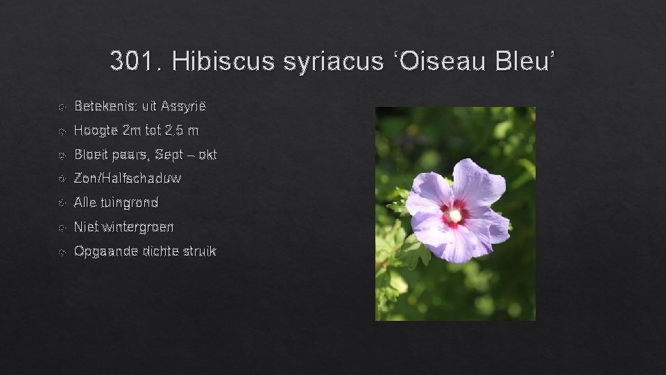 301. Hibiscus syriacus ‘Oiseau Bleu’ Betekenis: uit Assyrië Hoogte 2 m tot 2, 5