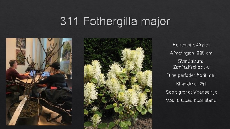 311 Fothergilla major Betekenis: Groter Afmetingen: 200 cm Standplaats: Zon/halfschaduw Bloeiperiode: April-mei Bloeikleur: Wit