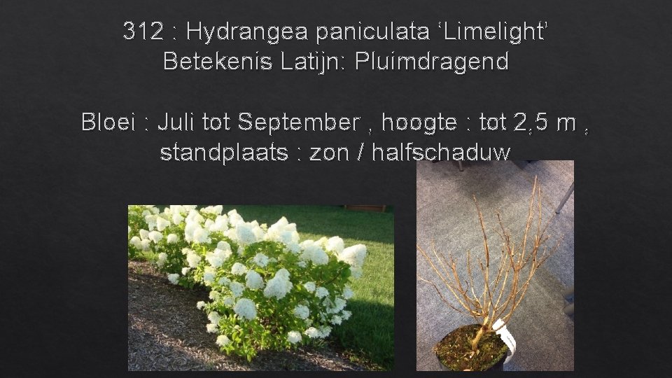 312 : Hydrangea paniculata ‘Limelight’ Betekenis Latijn: Pluimdragend Bloei : Juli tot September ,