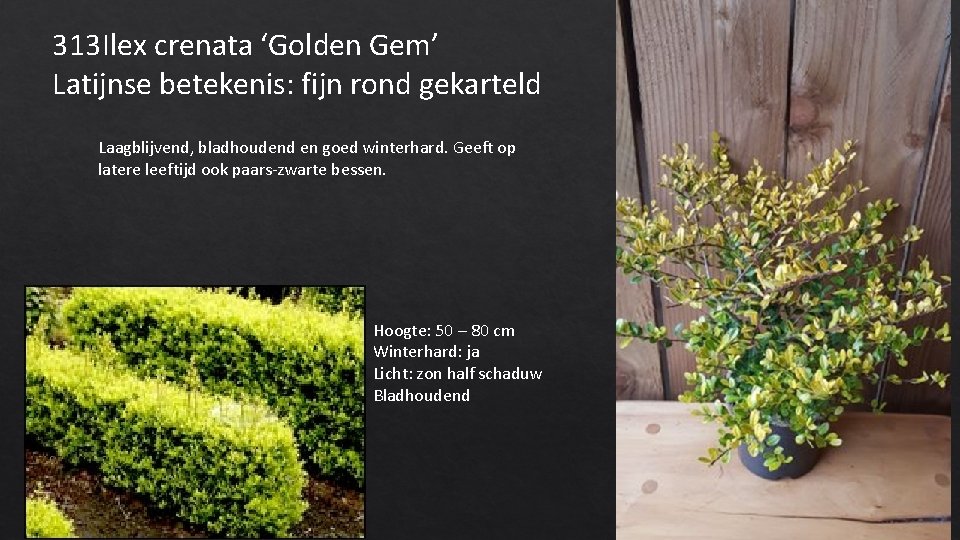 313 Ilex crenata ‘Golden Gem’ Latijnse betekenis: fijn rond gekarteld Laagblijvend, bladhoudend en goed