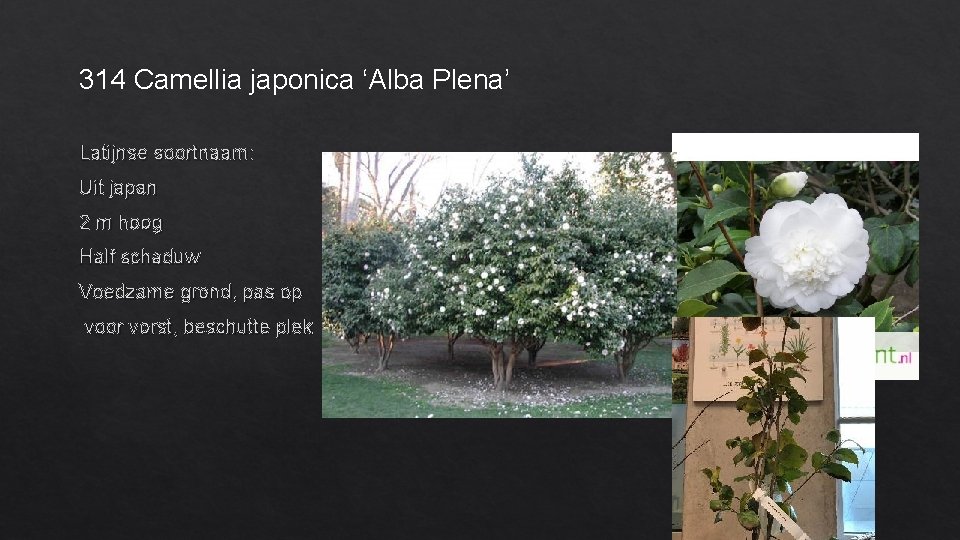 314 Camellia japonica ‘Alba Plena’ Latijnse soortnaam: Uit japan 2 m hoog Half schaduw